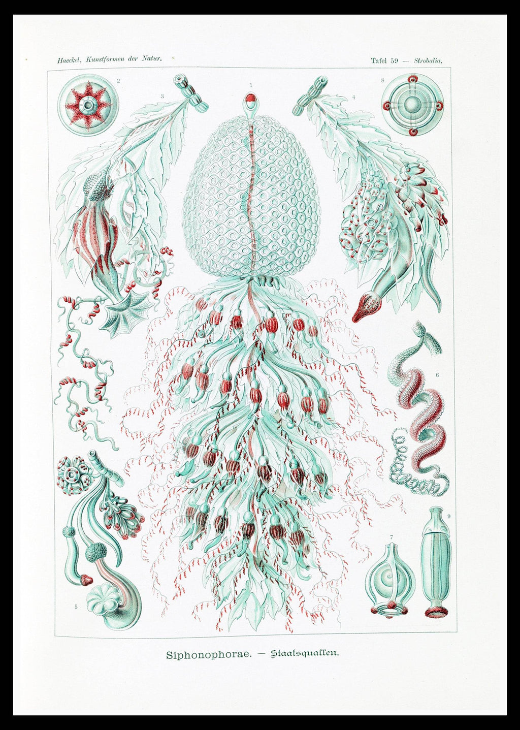 Ernst Haeckel - Siphonophorae - Hakyarts