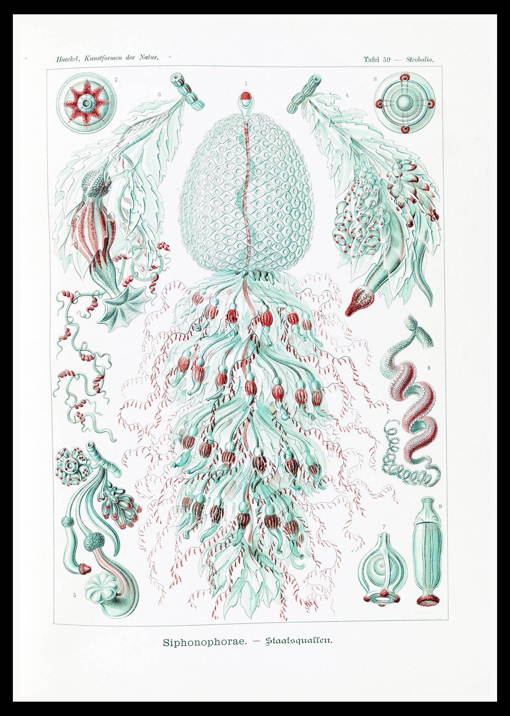 Ernst Haeckel - Siphonophorae - Hakyarts