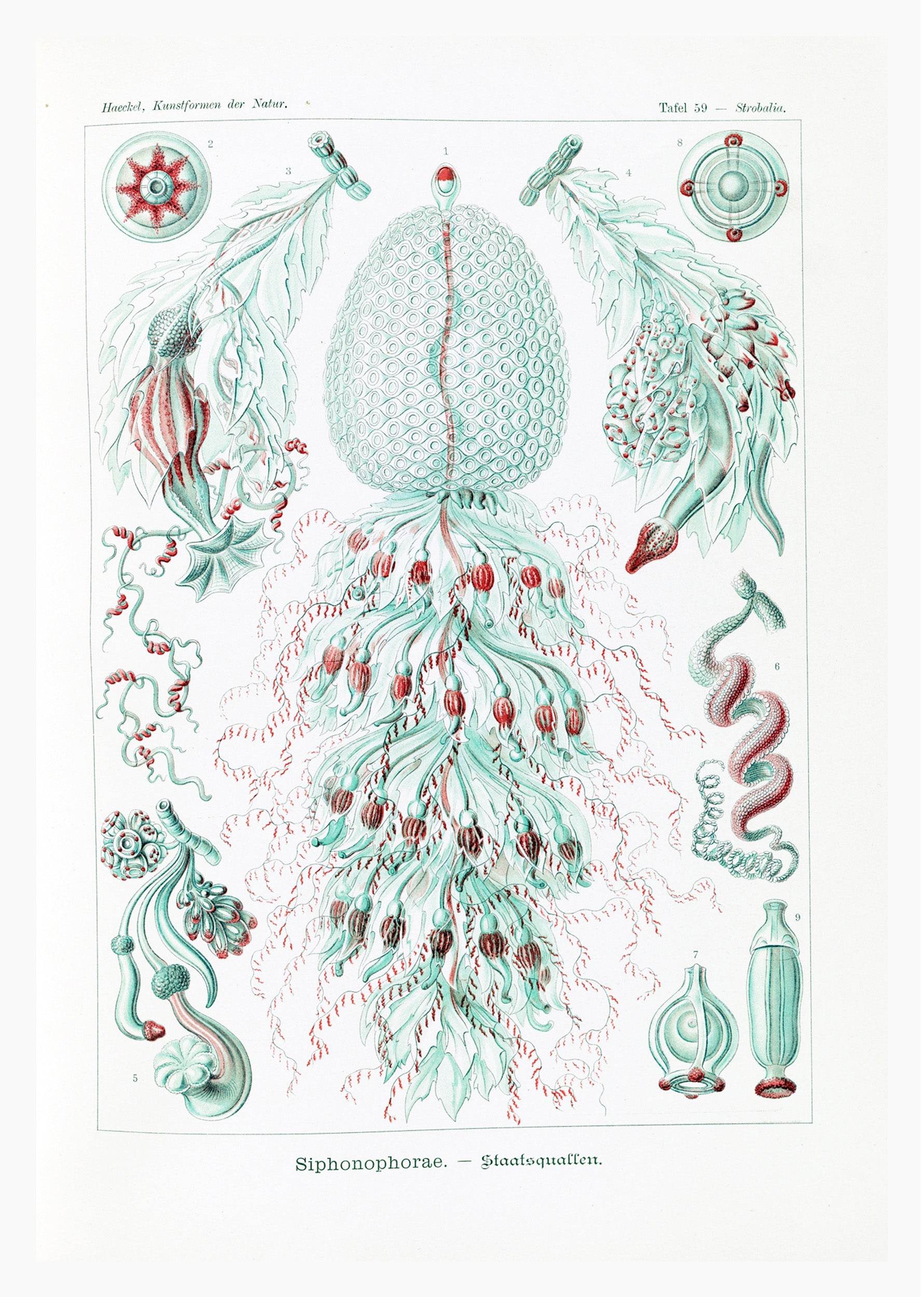 Ernst Haeckel - Siphonophorae - Hakyarts
