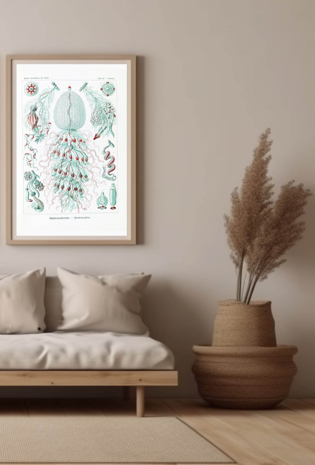 Ernst Haeckel - Siphonophorae - Hakyarts