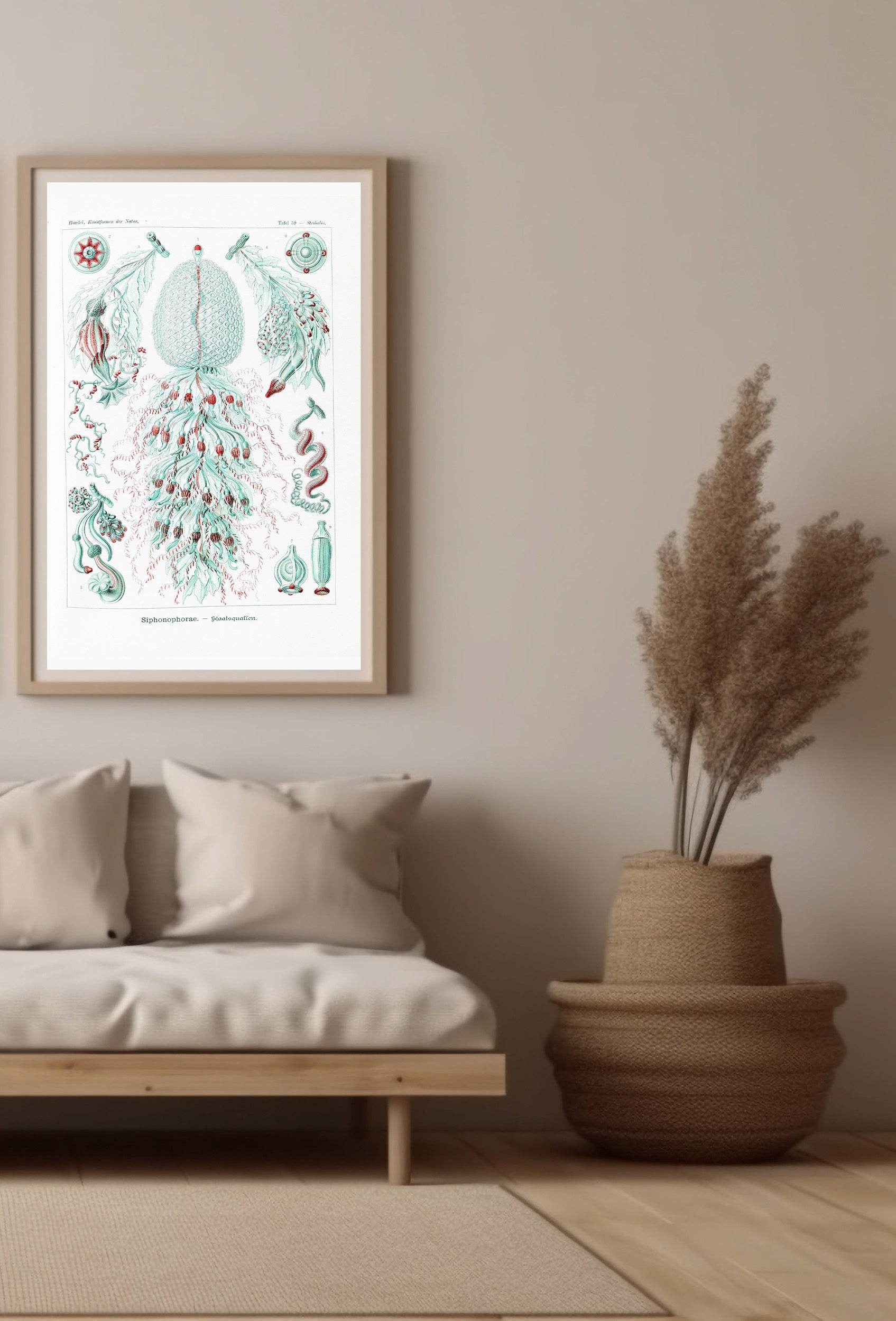 Ernst Haeckel - Siphonophorae - Hakyarts