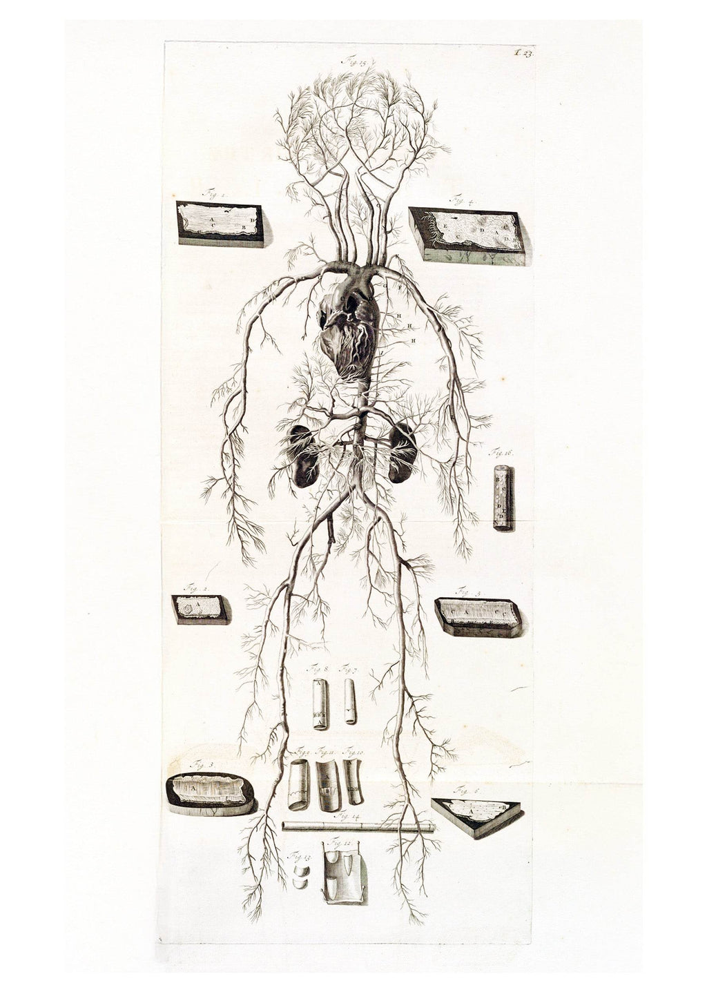 Anatomia Humani Corporis Pl.024 - Hakyarts