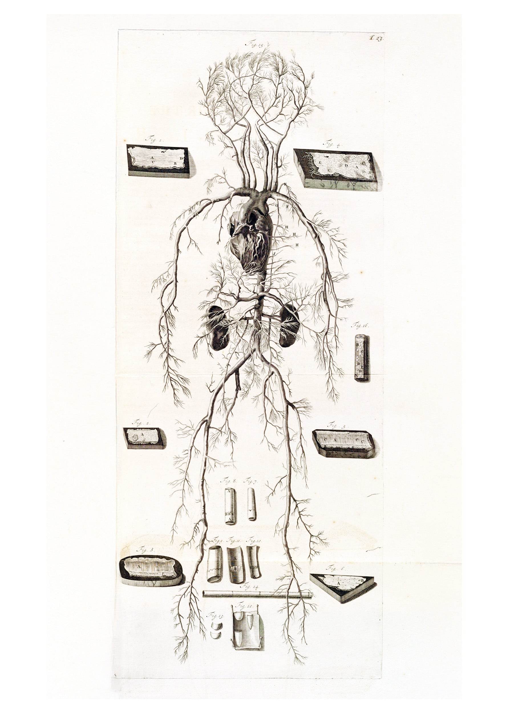 Anatomia Humani Corporis Pl.024 - Hakyarts