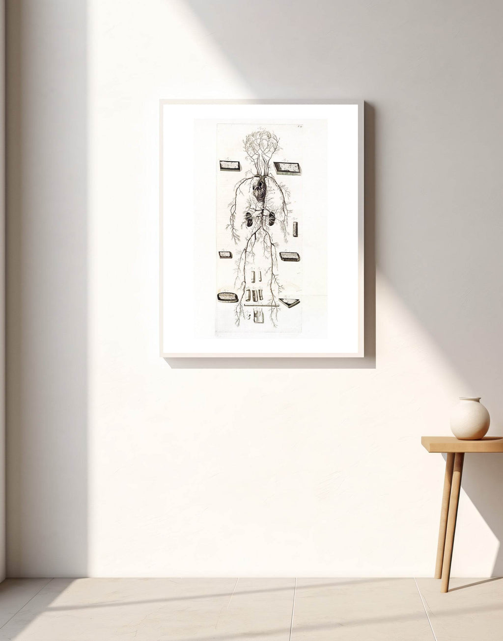 Anatomia Humani Corporis Pl.024 - Hakyarts