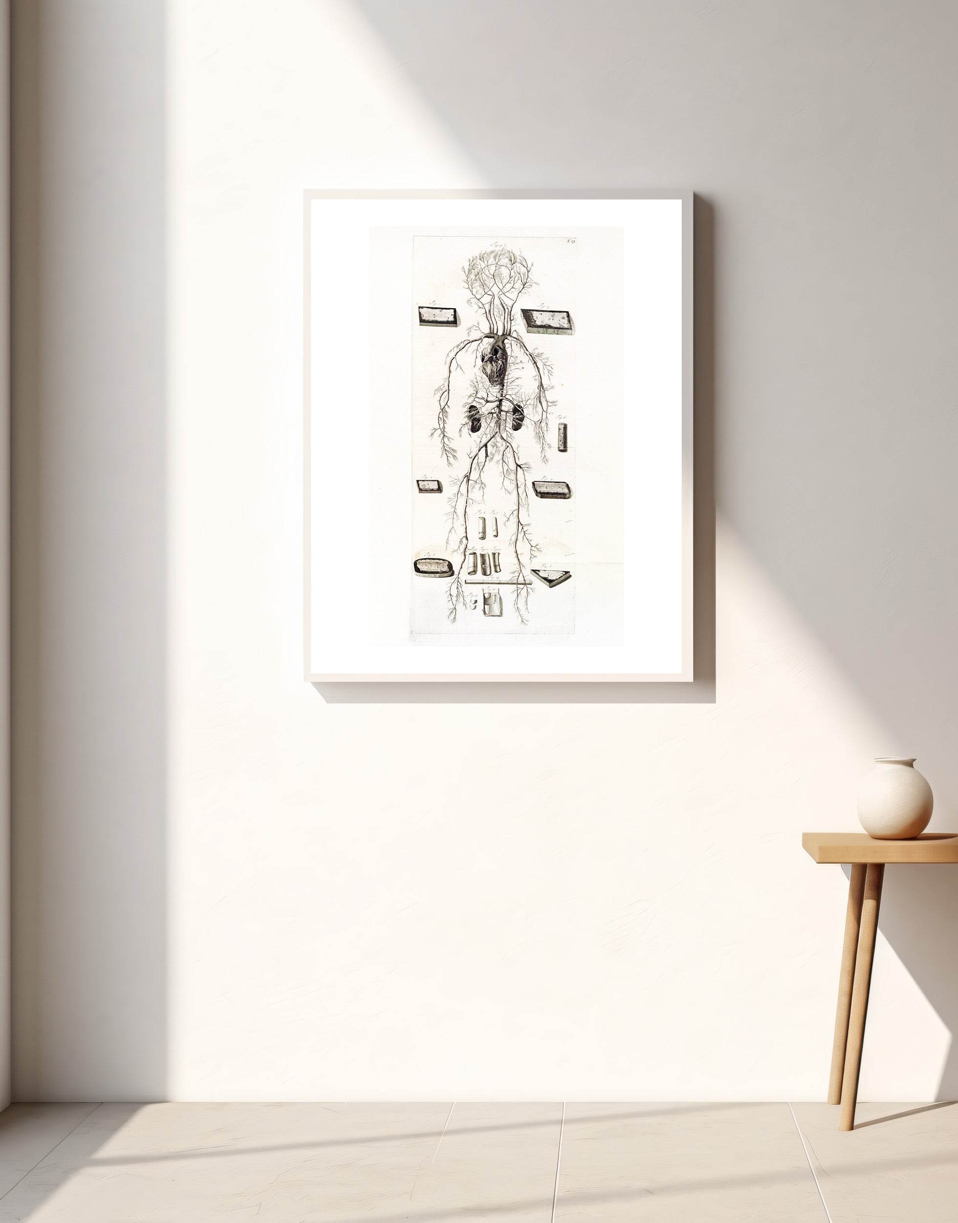 Anatomia Humani Corporis Pl.024 - Hakyarts