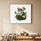 Mourning Dove (‘Zenaida macroura’) by John James Audubon – Ornithological Art Print