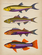 Louis Renard – Exotic Fishes Quartet