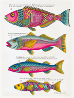 Louis Renard – Colorful Aquatic Life Series