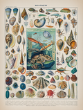 Vintage Mollusques by Adolphe Millot – Marine Biology Illustration Art Print - Hakyarts