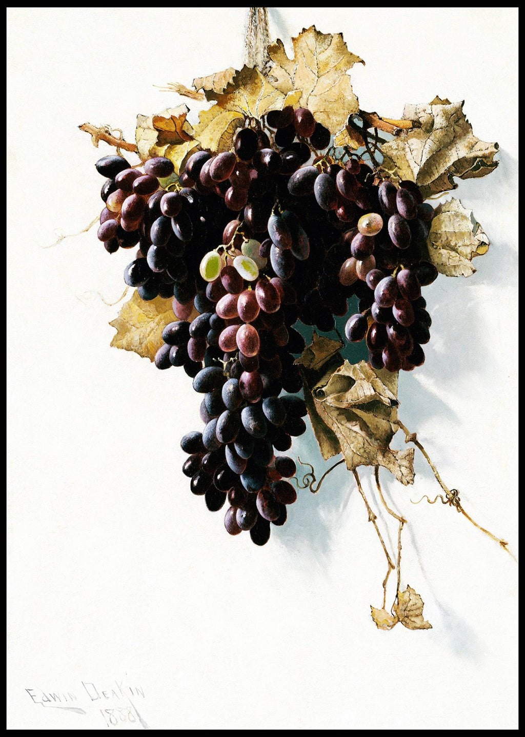Still Life with Grapes - Hakyarts