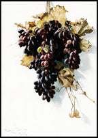 Still Life with Grapes - Hakyarts