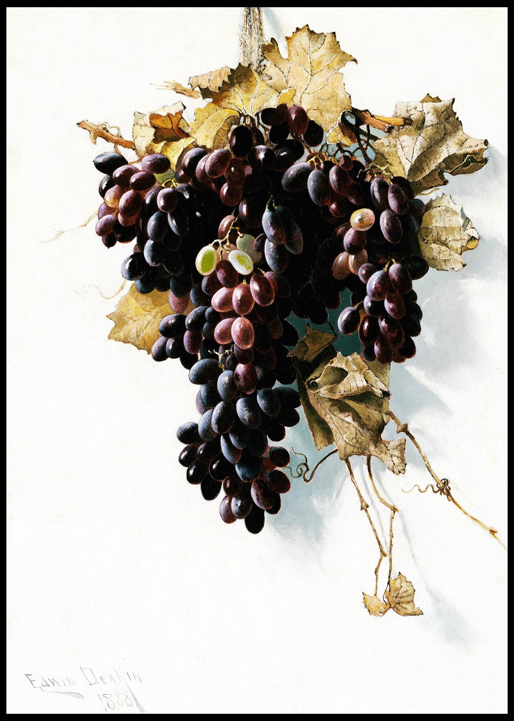 Still Life with Grapes - Hakyarts