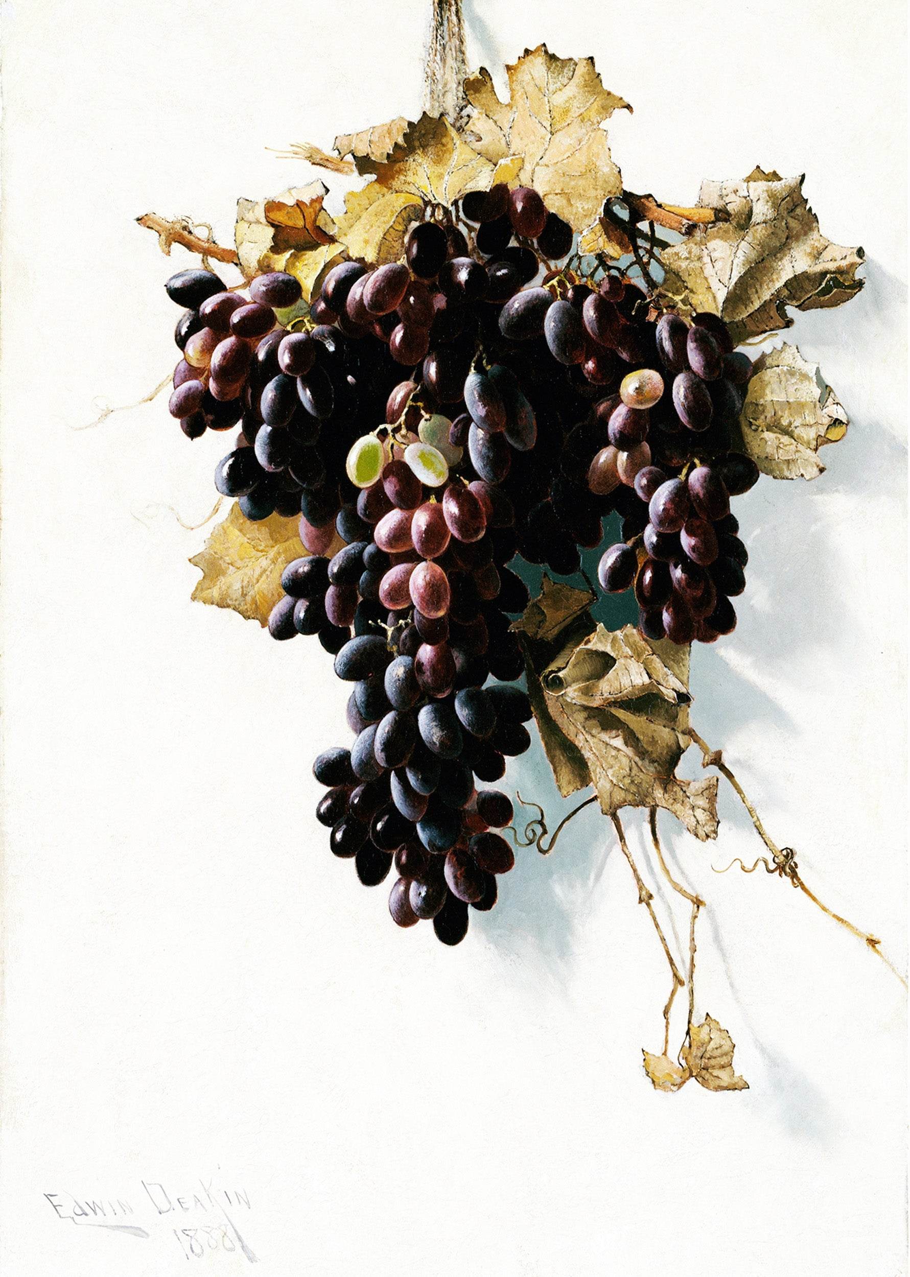 Still Life with Grapes - Hakyarts