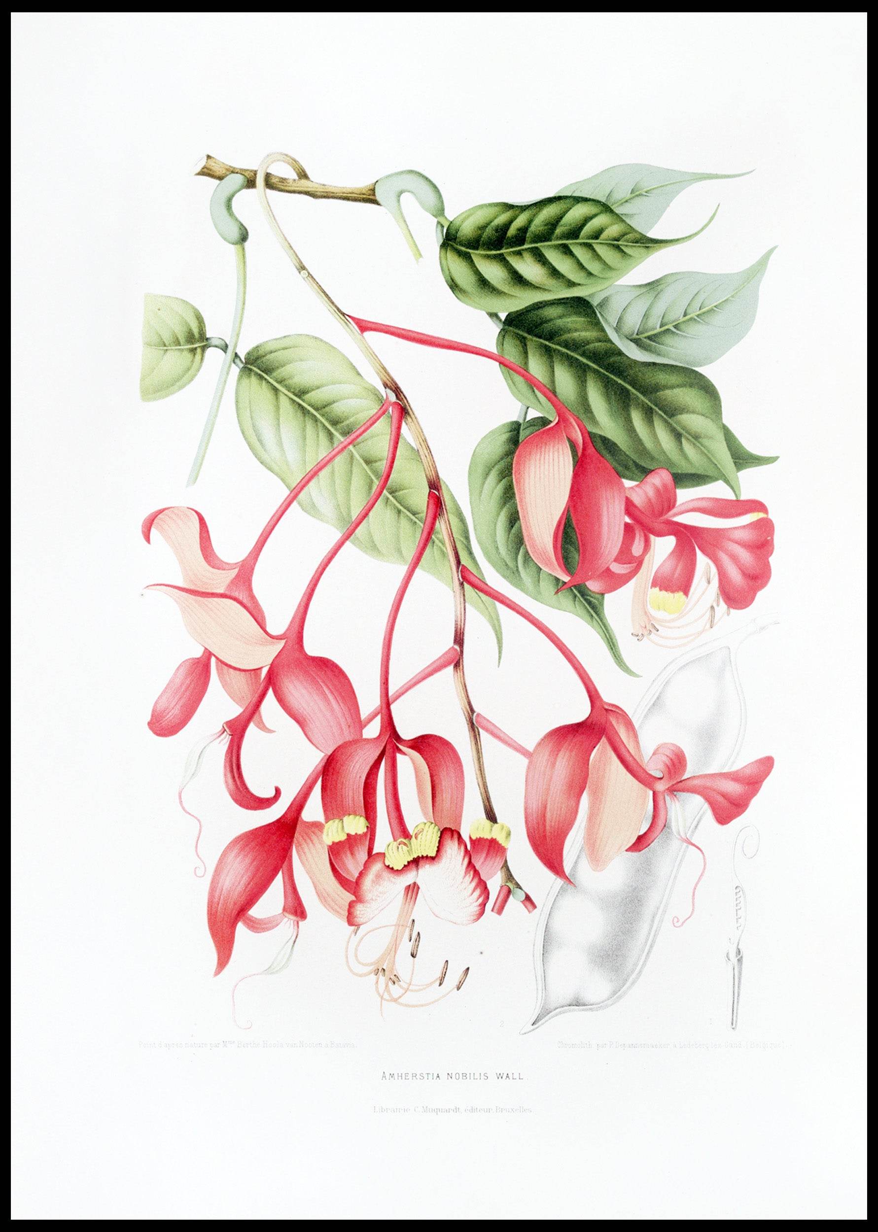 Fleurs, fruits et feuillages choisis de l’ille de Java Pl.02 - Hakyarts