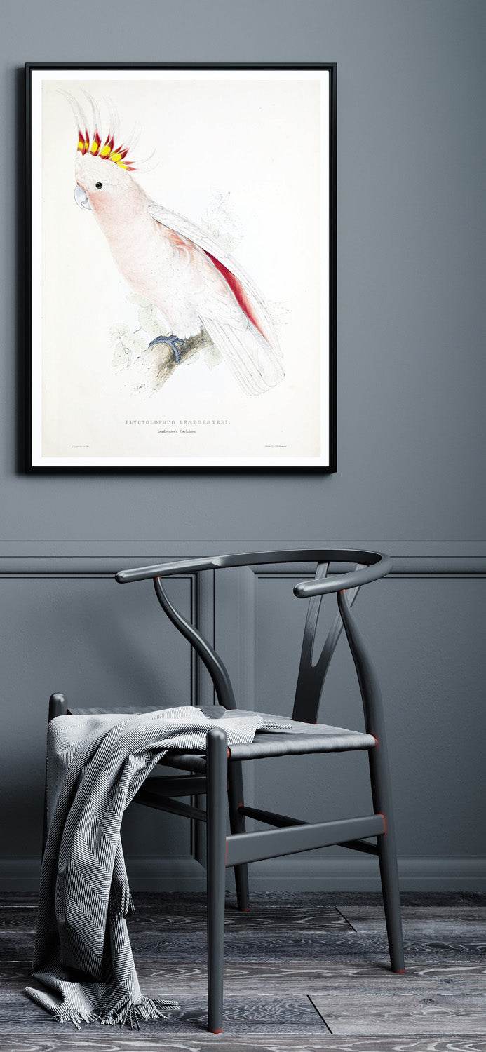 Illustrations of the family of Psittacidœ or parrots (Plate_5) - Hakyarts