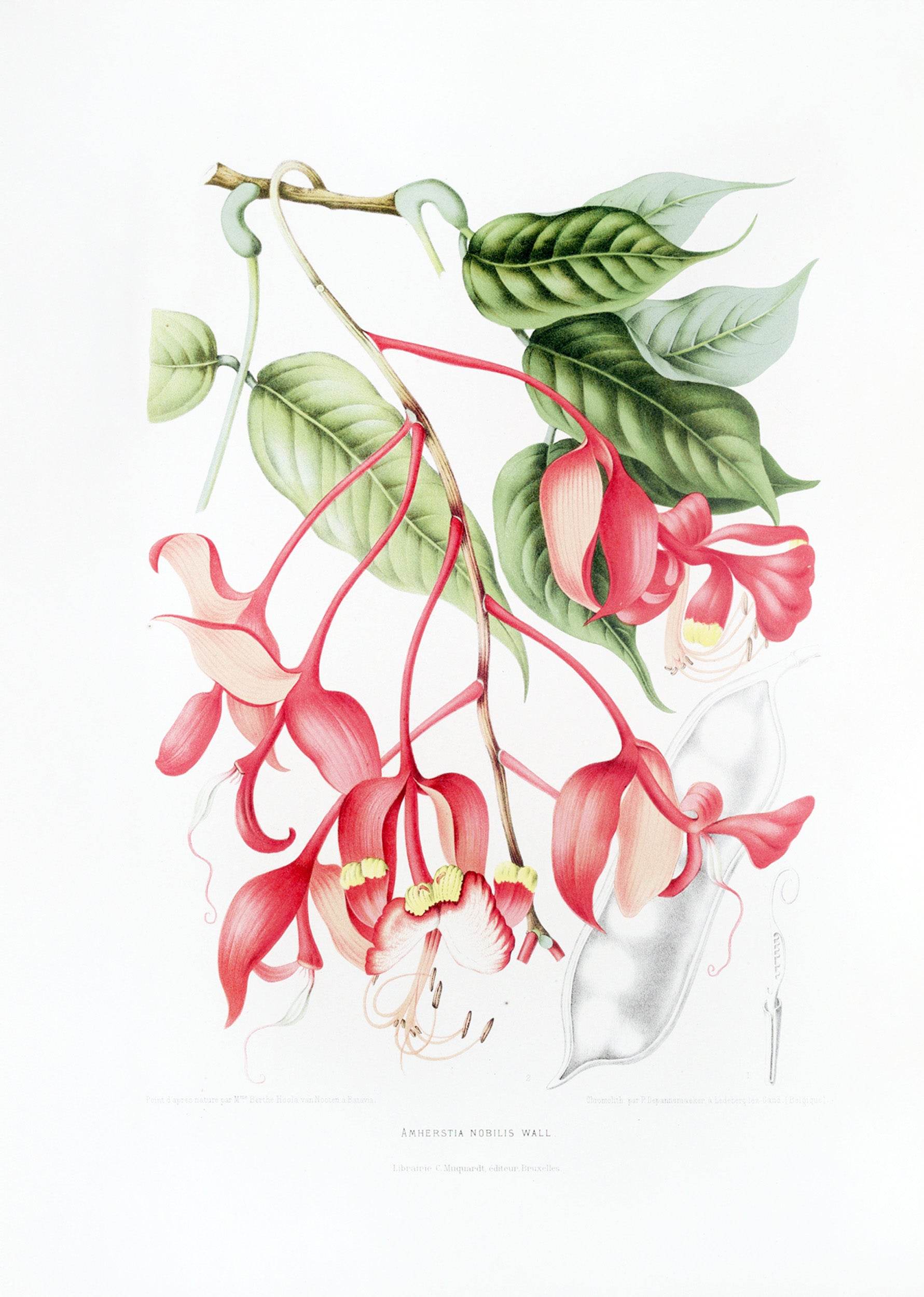 Fleurs, fruits et feuillages choisis de l’ille de Java Pl.02 - Hakyarts