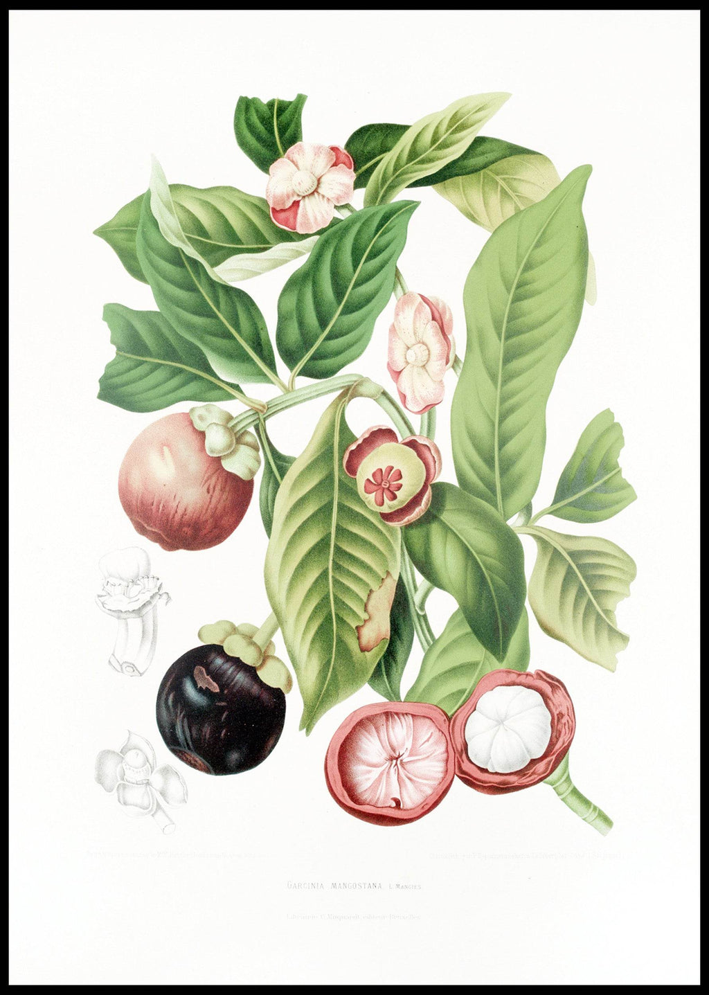 Fleurs, fruits et feuillages choisis de l’ille de Java Pl.16 - Hakyarts