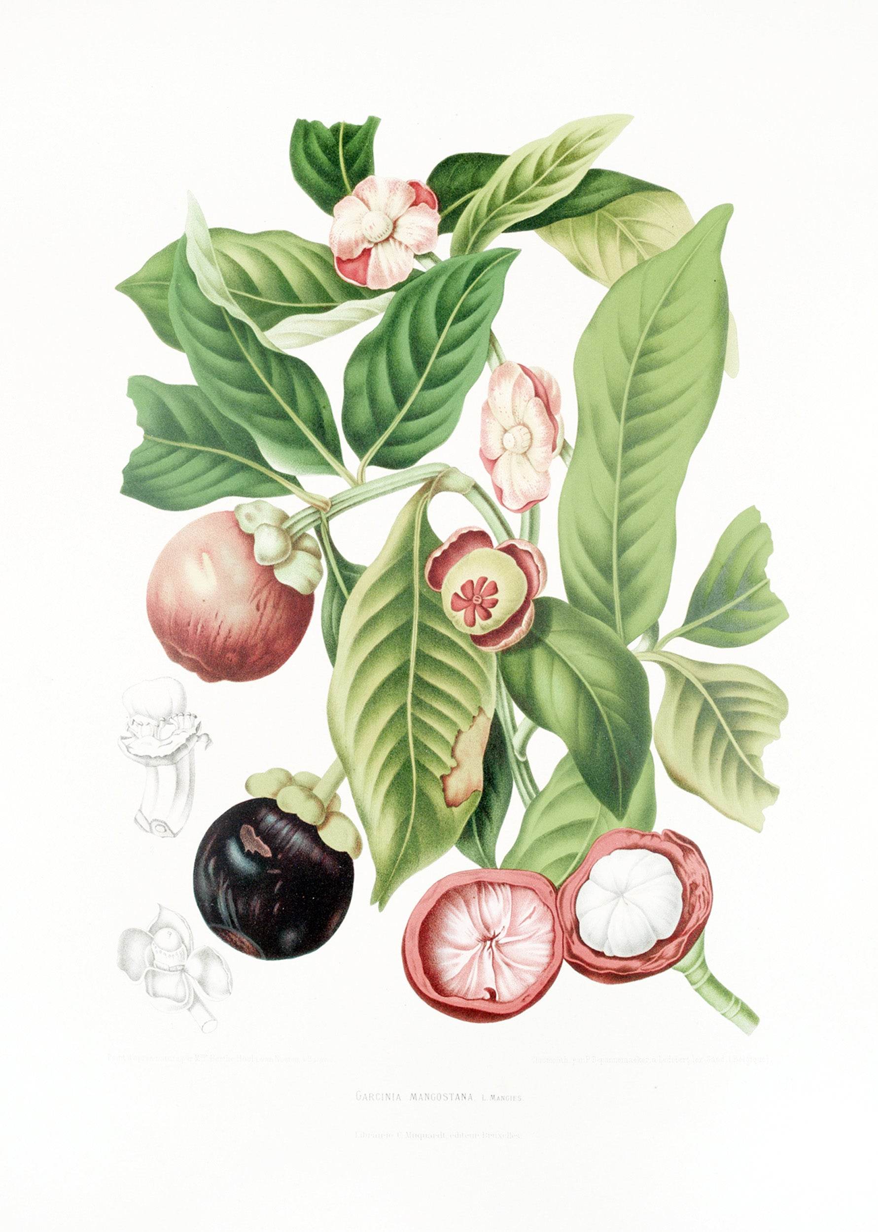 Fleurs, fruits et feuillages choisis de l’ille de Java Pl.16 - Hakyarts