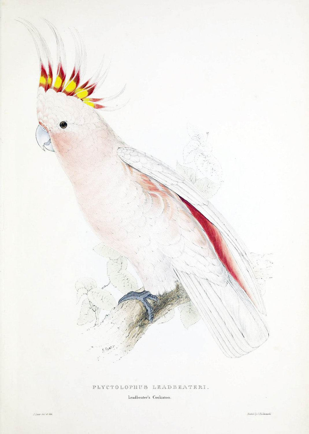 Illustrations of the family of Psittacidœ or parrots (Plate_5) - Hakyarts