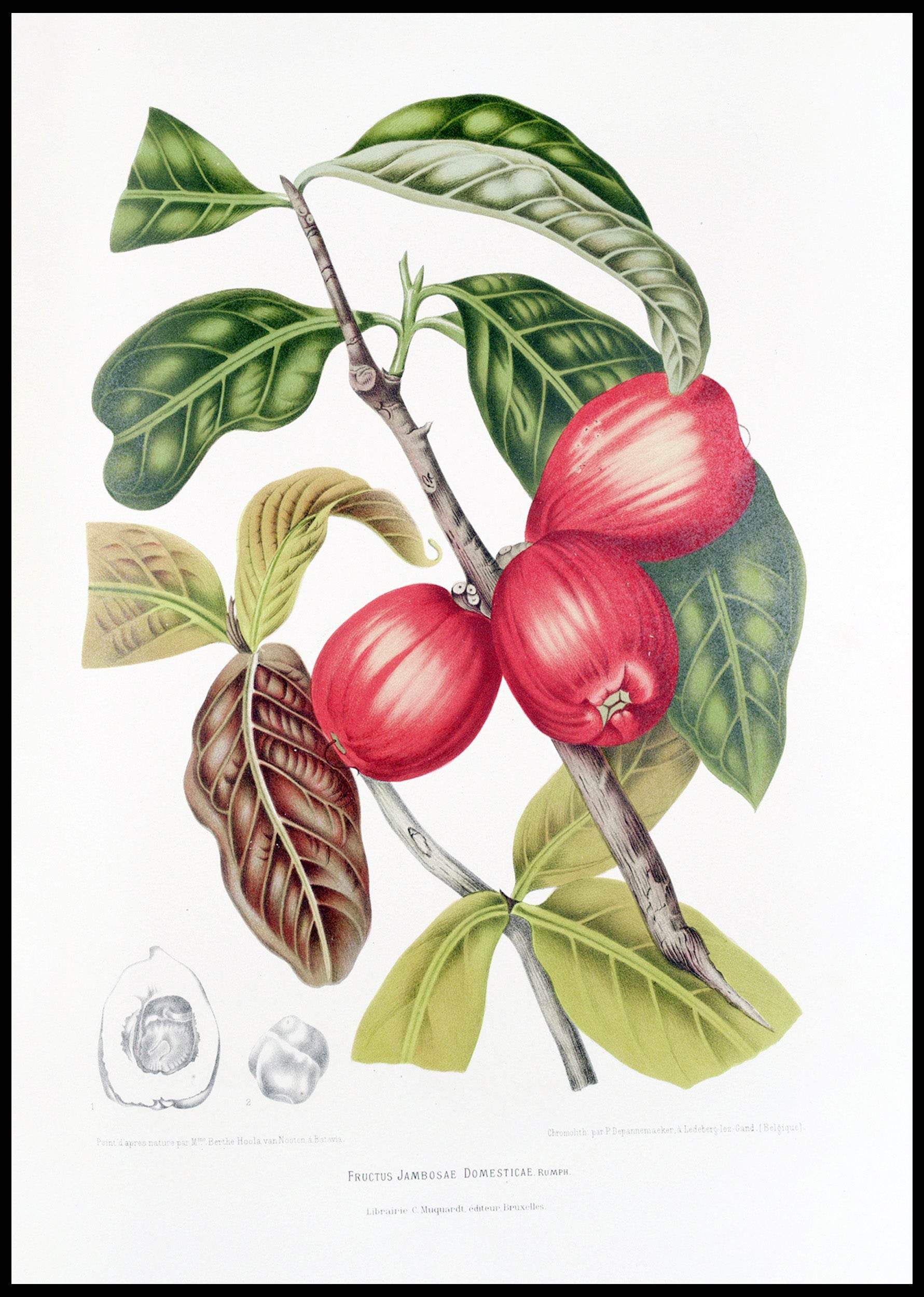 Fleurs, fruits et feuillages choisis de l’ille de Java Pl.30 - Hakyarts