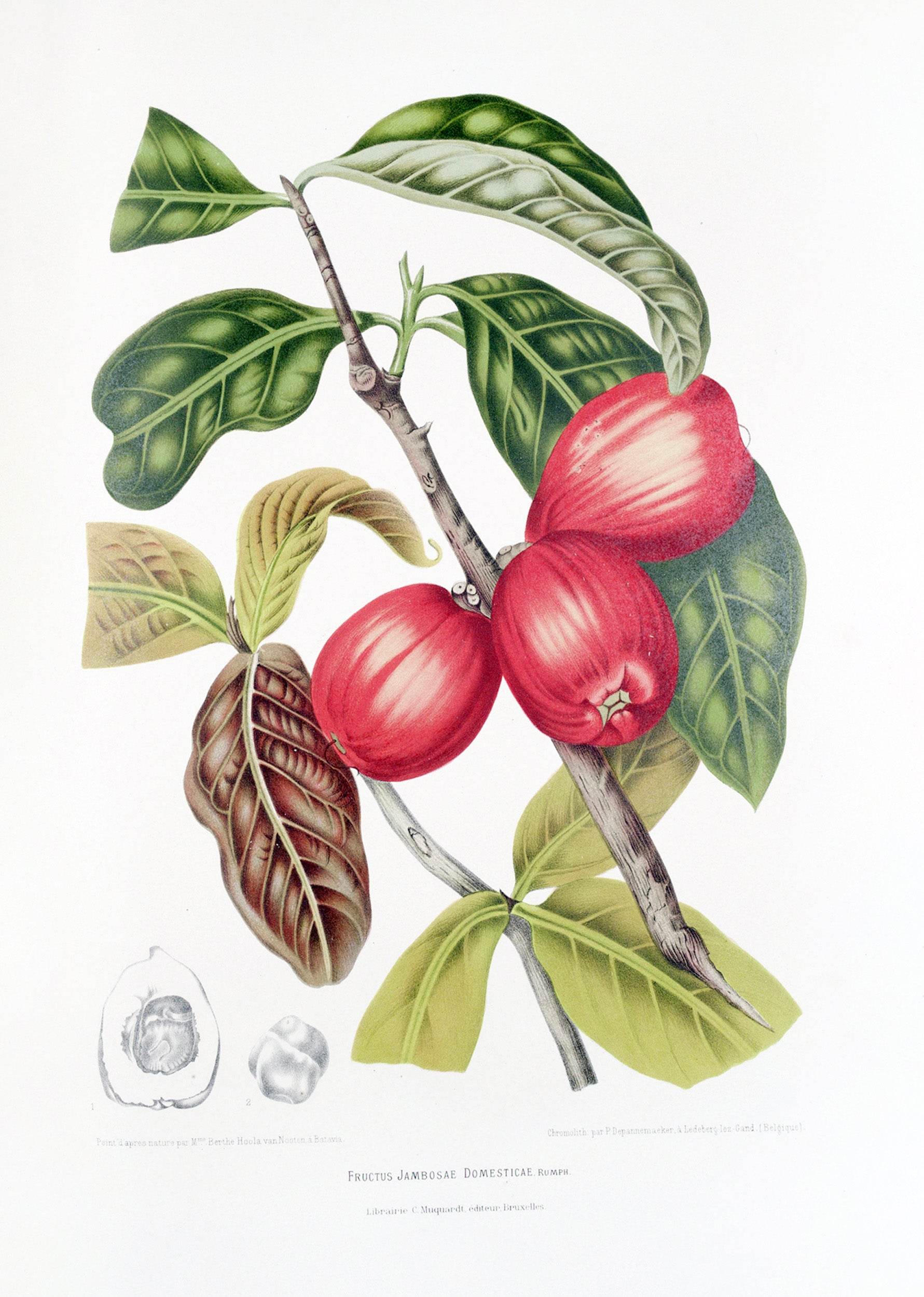 Fleurs, fruits et feuillages choisis de l’ille de Java Pl.30 - Hakyarts