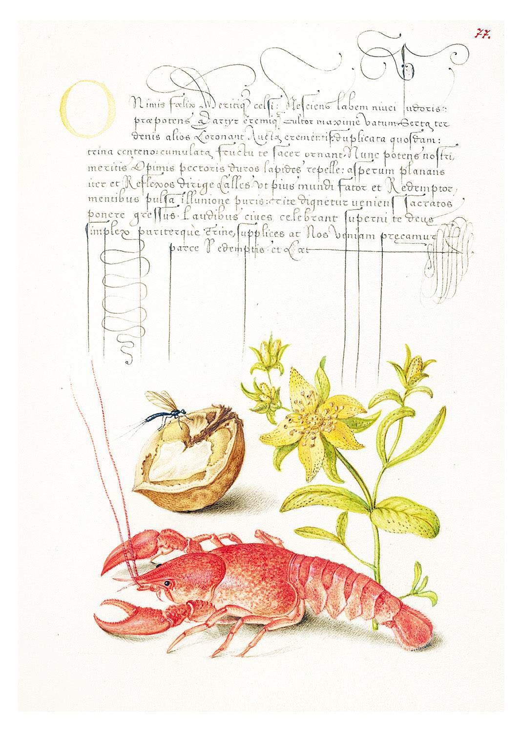 Insect, English Walnut, Saint John’s Wort, and Crayfish - Hakyarts