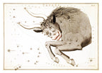 Taurus - Hakyarts
