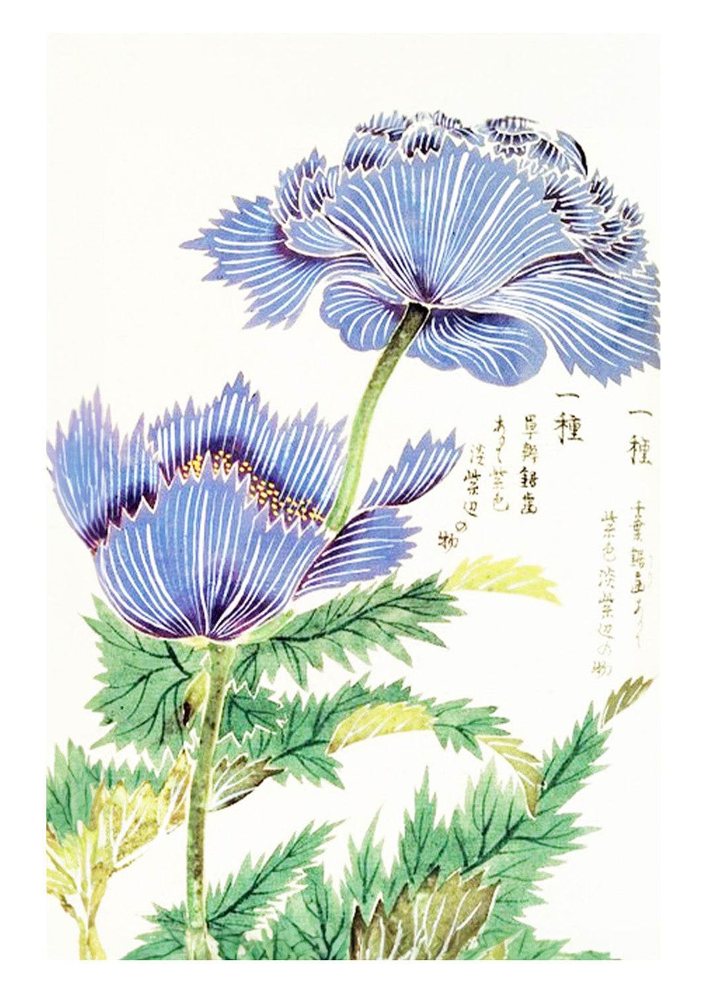 Tsunemasa Papaver Somniferum Var Paeoniflorum Plate - Hakyarts