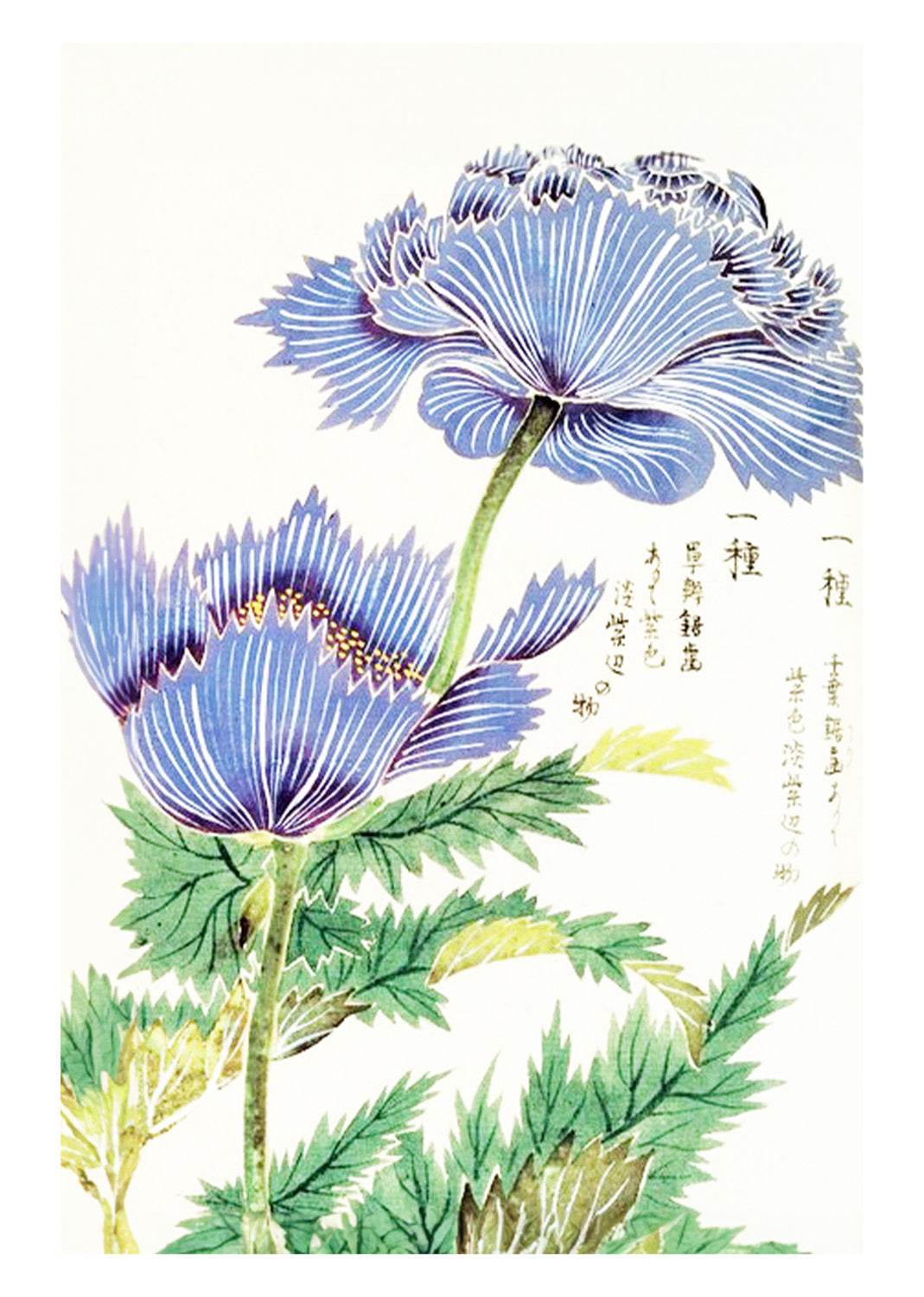Tsunemasa Papaver Somniferum Var Paeoniflorum Plate - Hakyarts