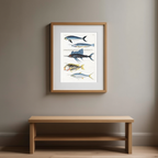 Poissons, Plate 34 by Louis Renard – 18th-Century Natural History Illustration Art Print