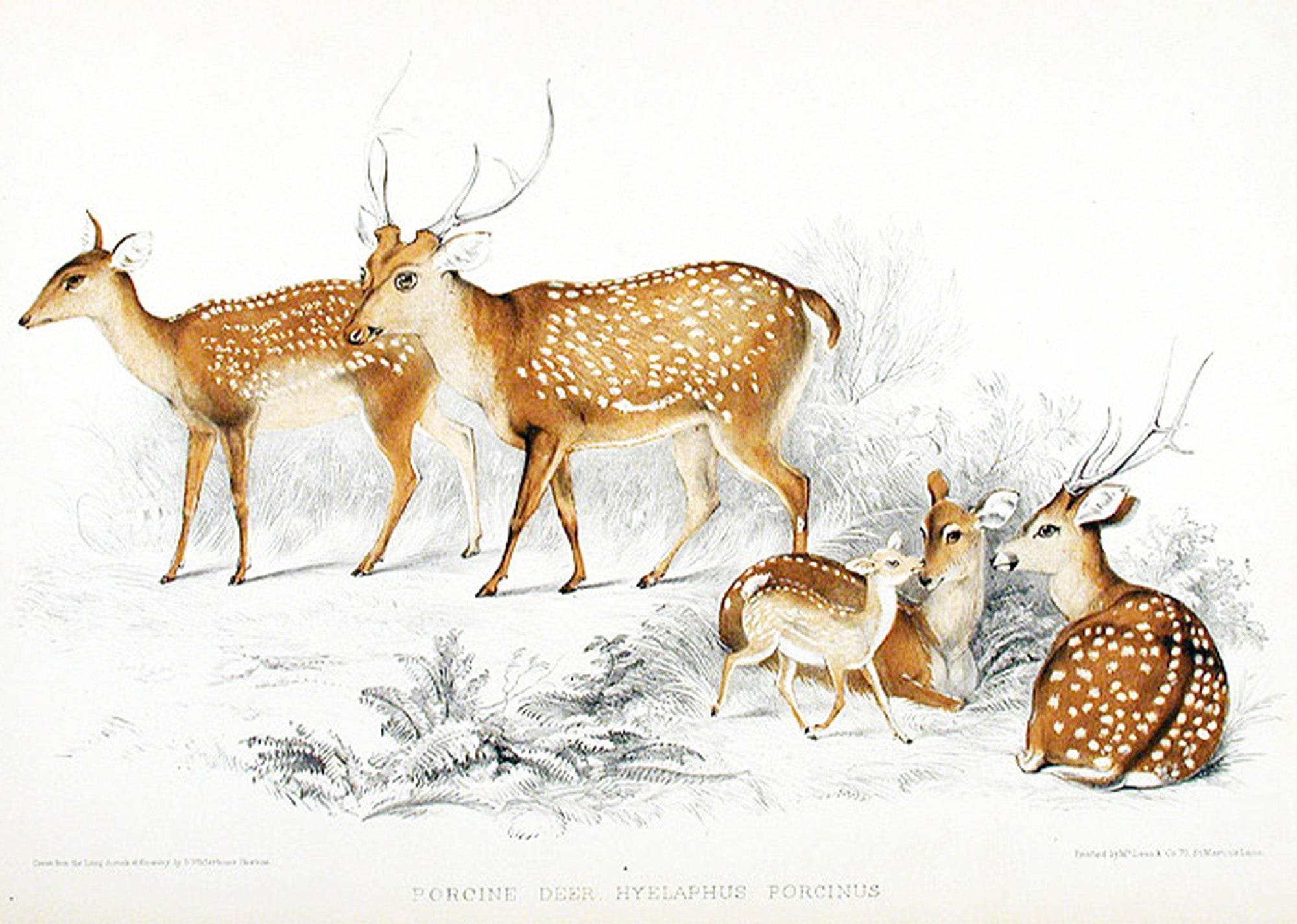 Porcine Deer from Knowsley Park - Hakyarts