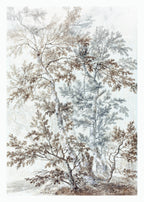 A Stand of Birch Trees - Hakyarts