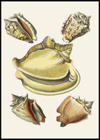 The Winged Snails Pl.06 - Hakyarts