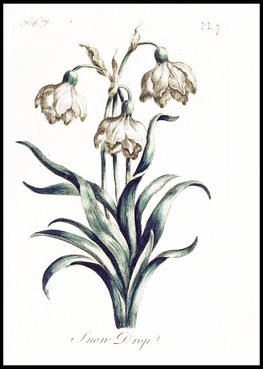 Snow Drop - Hakyarts