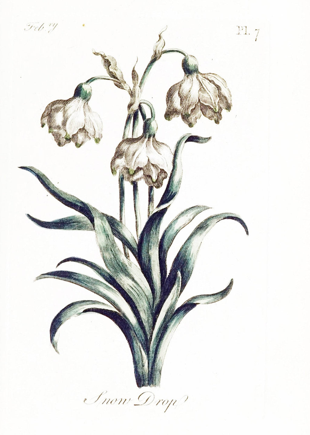 Snow Drop - Hakyarts