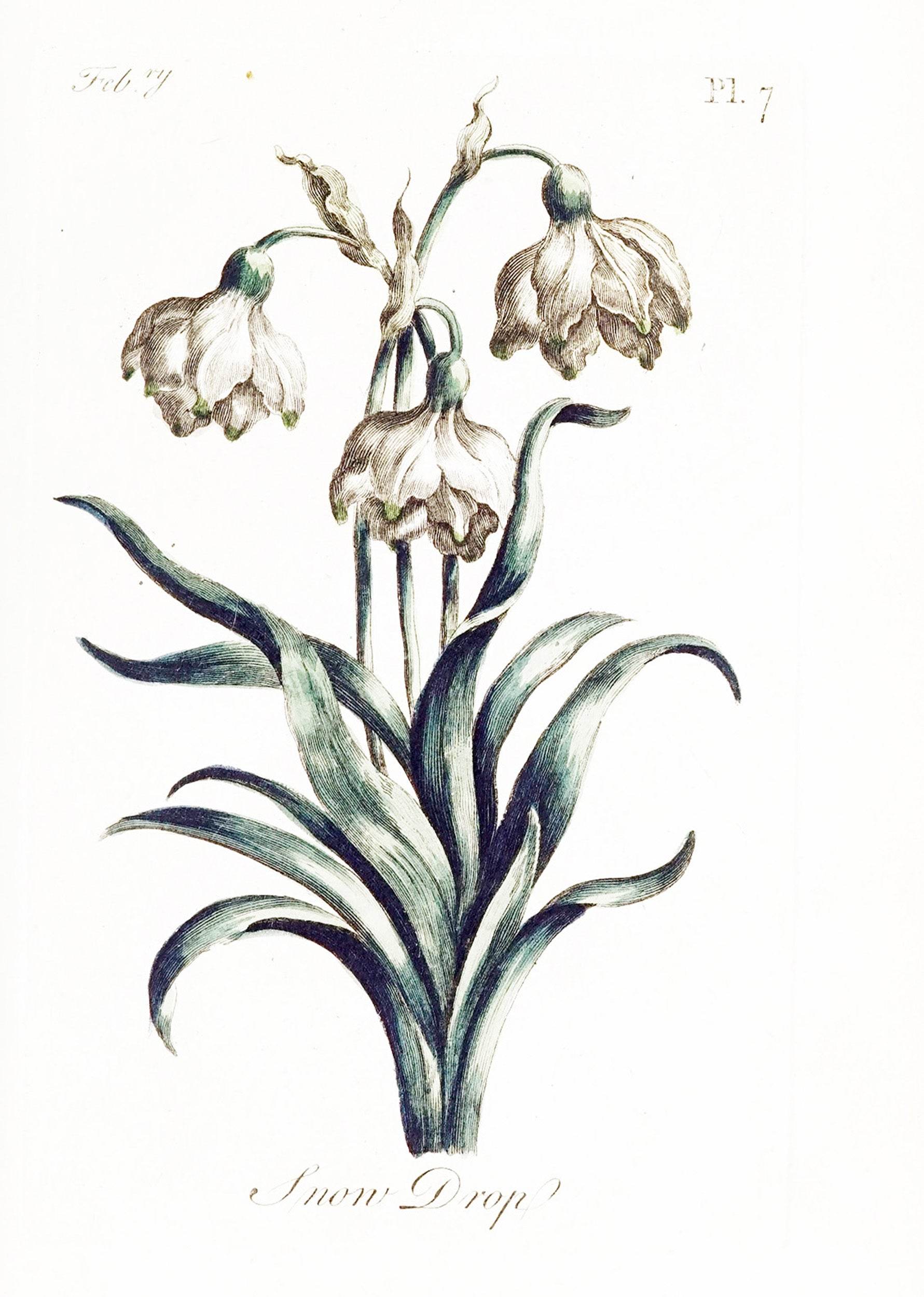 Snow Drop - Hakyarts