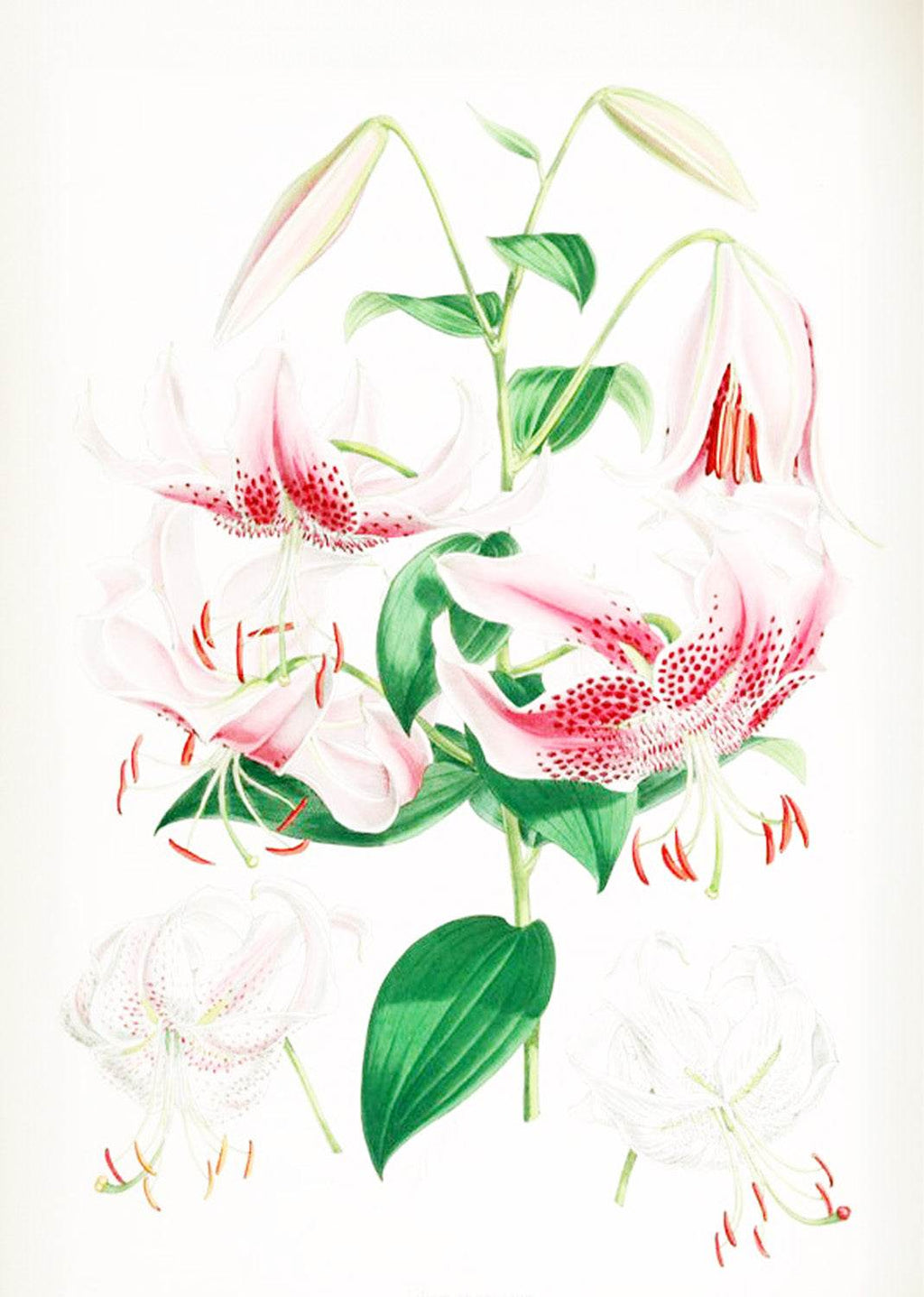 Lilium Speciosum - Hakyarts