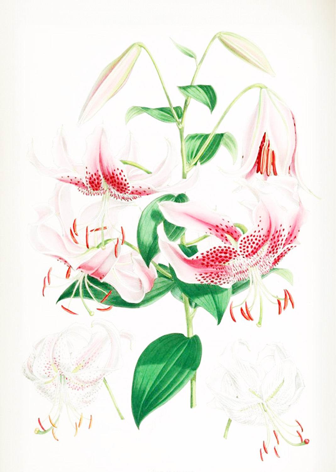 Lilium Speciosum - Hakyarts
