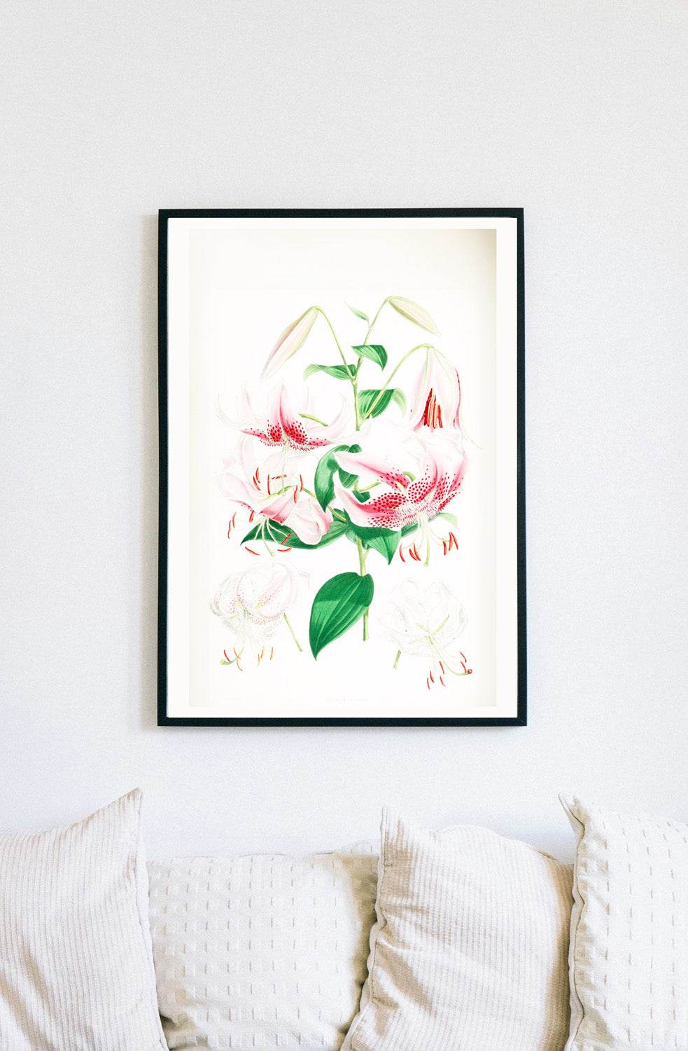 Lilium Speciosum - Hakyarts