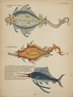 Louis Renard – Underwater Gems