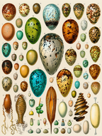 Vintage Oeufs (Eggs) by Adolphe Millot – Ornithology Illustration Art Print - Hakyarts