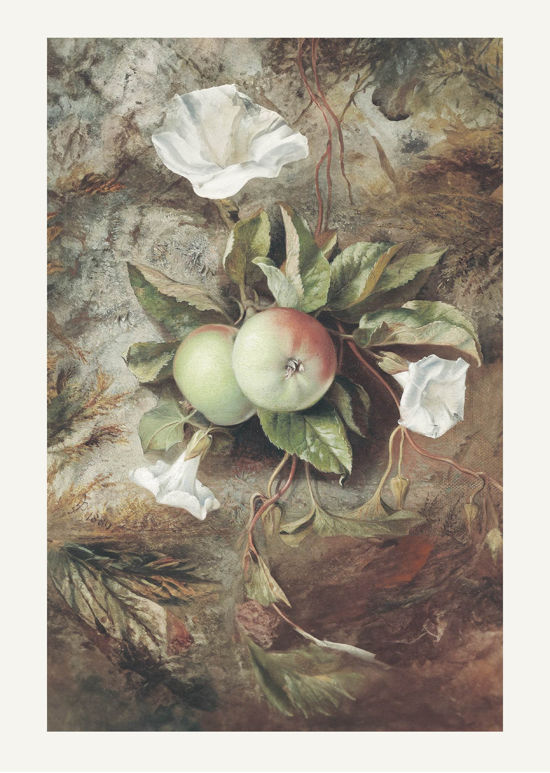 Autumn , Apples and Convolvulus - Hakyarts