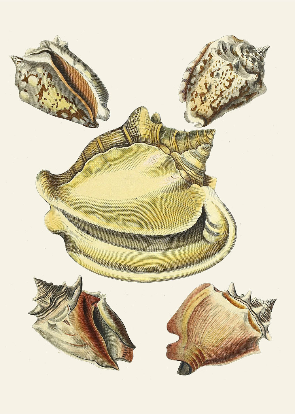 The Winged Snails Pl.06 - Hakyarts