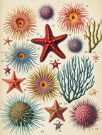 William Saville-Kent – Marine Wonders Trio