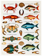 Louis Renard – Colorful Aquatic Life Series