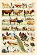 Vintage Domestiques Animaux by Adolphe Millot – Animal Illustration Art Print - Hakyarts