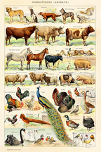 Vintage Domestiques Animaux by Adolphe Millot – Animal Illustration Art Print - Hakyarts