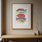 Great Barrier Reef Fishes by William Saville-Kent – Natural History Marine Art Print