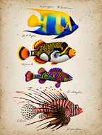 Louis Renard – Vibrant Ocean Life Collection