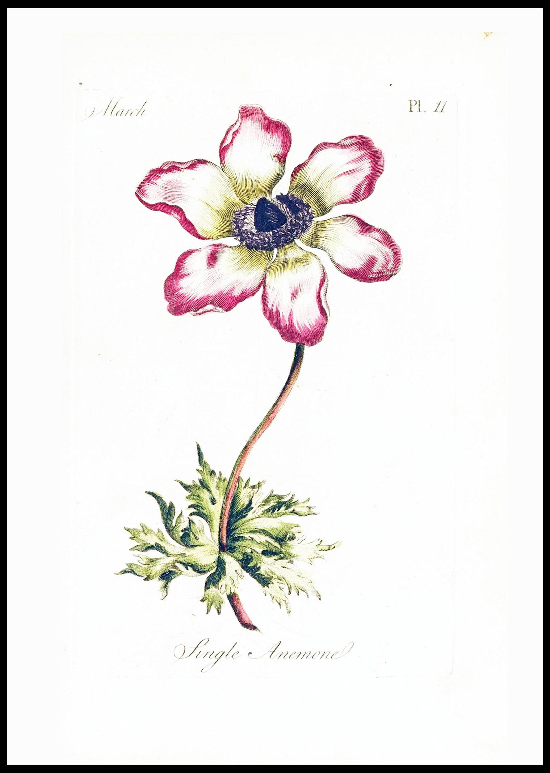 Single Anemone - Hakyarts